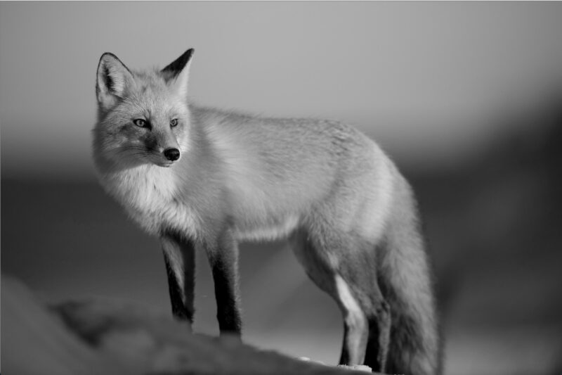 fox_gray